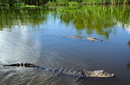 Krokodýl v přírodě
