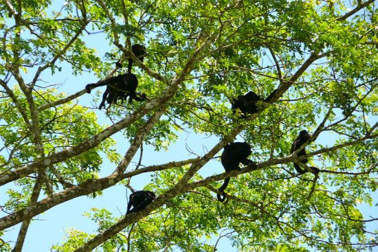 Opice v přírodě