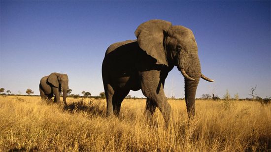 Slon v přírodě